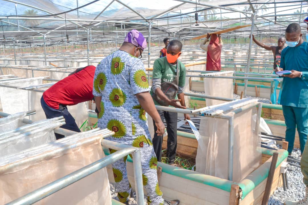 Fayemi To Commission Second Biggest Snail Farm In Africa
