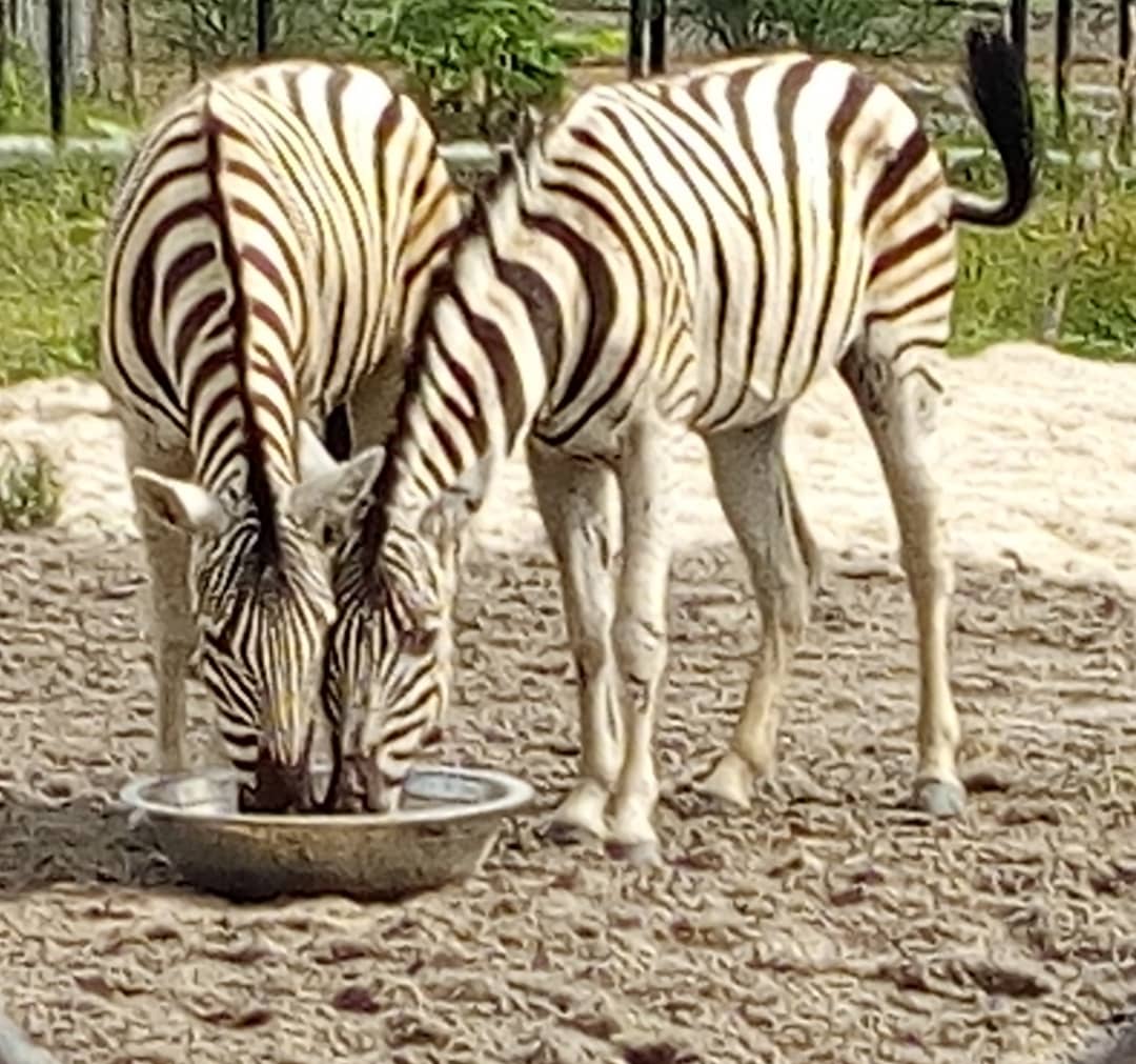 Omu Resort Takes Delivery Of First Zebra In Lagos