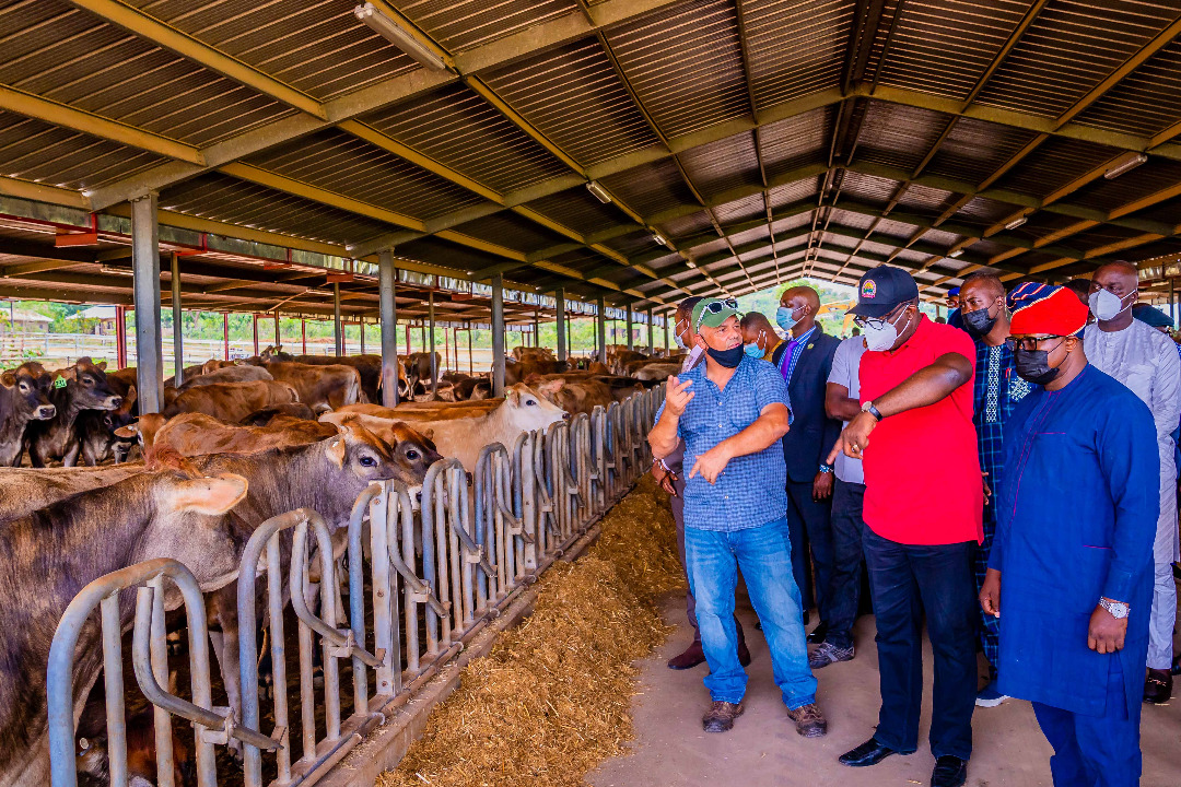 Ikun Dairy Farm‘ll Serve As Model For National Livestock Transformation Plan - Fayemi; Ekiti Inches Close To Large Scale Milk Production