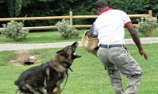 Germany To Build Dog School In Nigeria