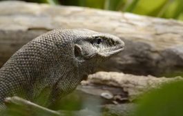 Bizzare! Four Men Arrested For Gang-Raping Monitor Lizard  