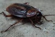 Man Becomes 'Deaf' After Cockroach Crawled Into His Ear In Hotel; Sues Management For Negligence; Seeks Damages