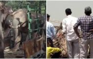 Elephant Kills Woman, Returns To Her Funeral To Trample On Her Corpse 