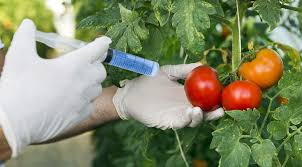 Ban GMO Foods in Nigeria Now, Groups Tells FG