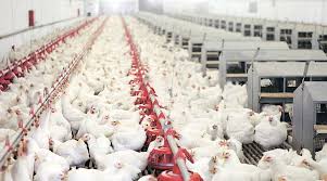 $1bn Poultry Mega Project to Drive Food Security, Jobs; Pilot Scheme Begins in Three States