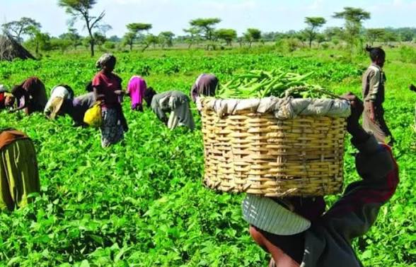 Fertiliser Supply Stabilised as FG Strengthens Centralised Procurement System Ahead of 2026 Farming Season