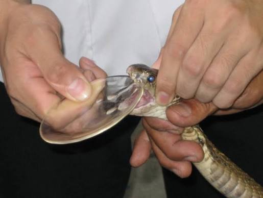 FG Donates N25m Anti-snake Venom To Benue