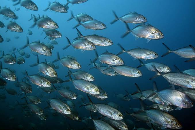 Nigeria’s Fish Exports Get Zero-tariff Access to China’s 1.4bn Market